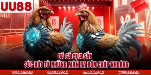 Đá Gà Cựa Sắt - Sức Hút Từ Những Màn Ra Đòn Chớp Nhoáng